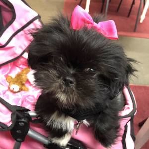 Meet your Posher, Amanda